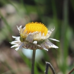 Thomisidae (family) (Unidentified Crab spider or Flower spider) at Cook, ACT - 21 Sep 2020 by Tammy