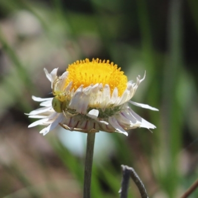 Thomisidae (family) (Unidentified Crab spider or Flower spider) at Mount Painter - 21 Sep 2020 by Tammy