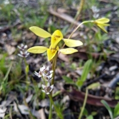 Diuris chryseopsis (Golden Moth) at Stony Creek Nature Reserve - 20 Sep 2020 by Zoed