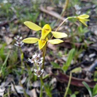 Diuris chryseopsis (Golden Moth) at Carwoola, NSW - 20 Sep 2020 by Zoed