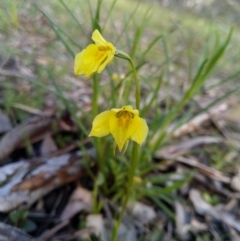 Diuris chryseopsis (Golden Moth) at Carwoola, NSW - 20 Sep 2020 by Zoed