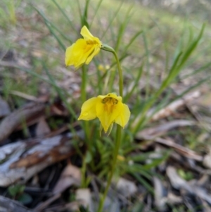 Diuris chryseopsis at Carwoola, NSW - 20 Sep 2020