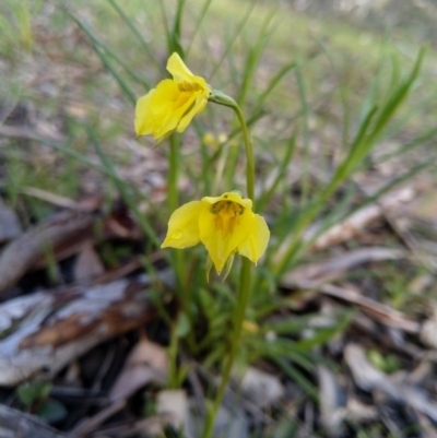 Diuris chryseopsis (Golden Moth) at Stony Creek Nature Reserve - 20 Sep 2020 by Zoed