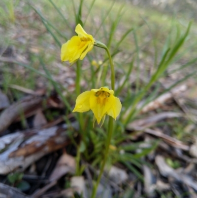 Diuris chryseopsis (Golden Moth) at Carwoola, NSW - 20 Sep 2020 by Zoed