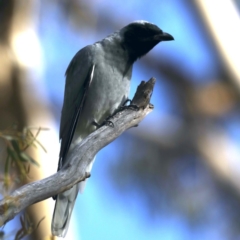 Coracina novaehollandiae (Black-faced Cuckooshrike) at Mount Ainslie - 22 Sep 2020 by jbromilow50