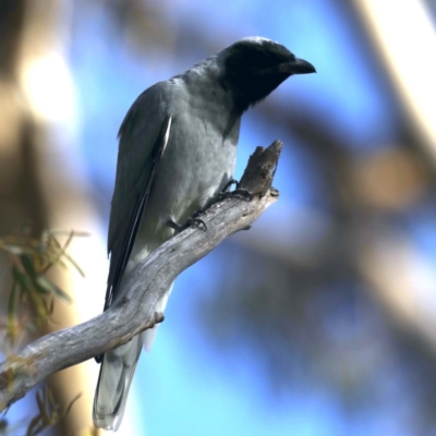 Coracina novaehollandiae (Black-faced Cuckooshrike) at Mount Ainslie - 22 Sep 2020 by jbromilow50