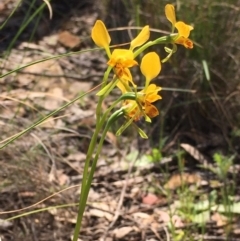Diuris nigromontana (Black Mountain Leopard Orchid) at Bruce, ACT - 22 Sep 2020 by Wen