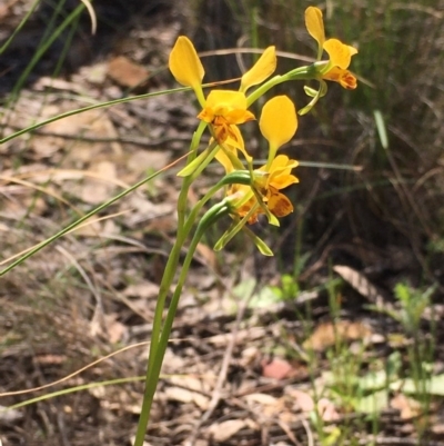 Diuris nigromontana (Black Mountain Leopard Orchid) at Bruce, ACT - 22 Sep 2020 by Wen
