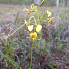 Diuris nigromontana (Black Mountain Leopard Orchid) at O'Connor, ACT - 20 Sep 2020 by jpittock