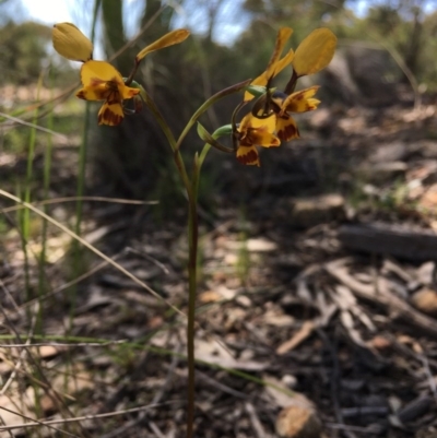 Diuris nigromontana (Black Mountain Leopard Orchid) at Bruce, ACT - 22 Sep 2020 by Wen