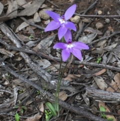 Glossodia major (Wax Lip Orchid) at Gossan Hill - 22 Sep 2020 by Wen