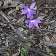 Glossodia major (Wax Lip Orchid) at Bruce, ACT - 22 Sep 2020 by Wen