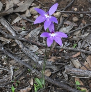 Glossodia major at Bruce, ACT - 22 Sep 2020