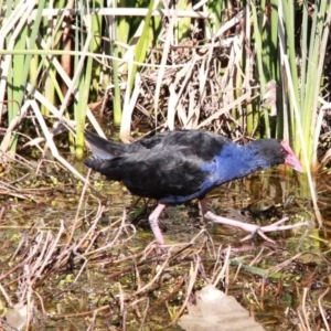 Porphyrio melanotus at Throsby, ACT - 7 Sep 2020