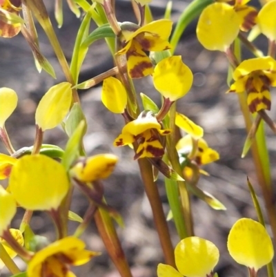Diuris nigromontana (Black Mountain Leopard Orchid) at Bruce, ACT - 22 Sep 2020 by Coggo
