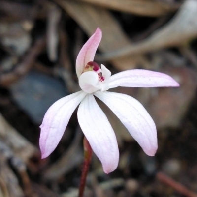 Caladenia fuscata (Dusky Fingers) at Bruce Ridge - 22 Sep 2020 by Coggo