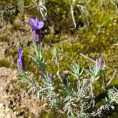 Lavandula stoechas (Spanish Lavender or Topped Lavender) at Isaacs, ACT - 22 Sep 2020 by Mike