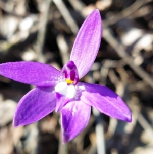 Glossodia major at Bruce, ACT - 22 Sep 2020