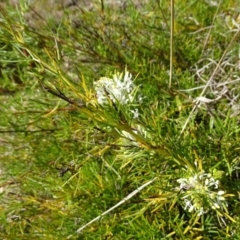 Grevillea curviloba (Curved Leaf Grevillea) at Isaacs, ACT - 22 Sep 2020 by Mike