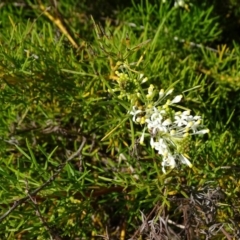 Grevillea curviloba at Isaacs, ACT - 22 Sep 2020