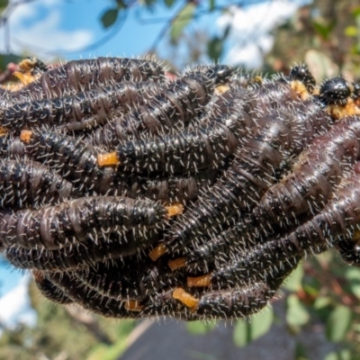 Pergidae sp. (family) (Unidentified Sawfly) at National Arboretum Forests - 22 Sep 2020 by sbittinger