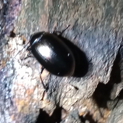 Chalcopteroides sp. (genus) (Rainbow darkling beetle) at Gordon, ACT - 21 Sep 2020 by michaelb