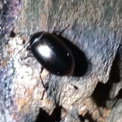 Chalcopteroides sp. (genus) (Rainbow darkling beetle) at Point Hut Pond - 21 Sep 2020 by michaelb