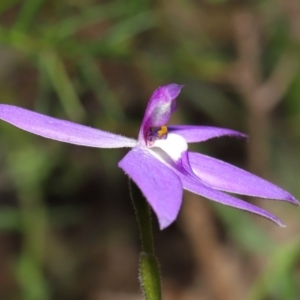 Glossodia major at Acton, ACT - 22 Sep 2020