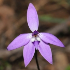 Glossodia major at Acton, ACT - suppressed