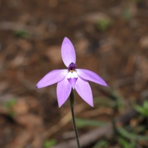 Glossodia major at Acton, ACT - 22 Sep 2020