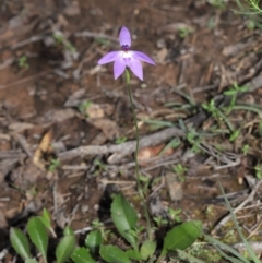 Glossodia major at Acton, ACT - 22 Sep 2020