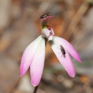 Caladenia fuscata at Acton, ACT - suppressed