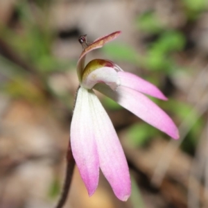 Caladenia fuscata at Acton, ACT - suppressed