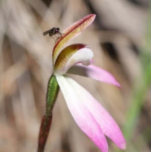 Caladenia fuscata at Acton, ACT - suppressed