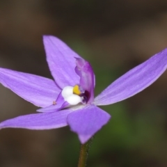 Glossodia major (Wax Lip Orchid) at ANBG - 22 Sep 2020 by TimL