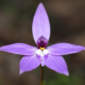 Glossodia major at Acton, ACT - 22 Sep 2020