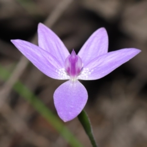 Glossodia major at Acton, ACT - 22 Sep 2020