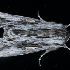 Persectania ewingii (Southern Armyworm) at Ainslie, ACT - 22 Sep 2020 by jb2602