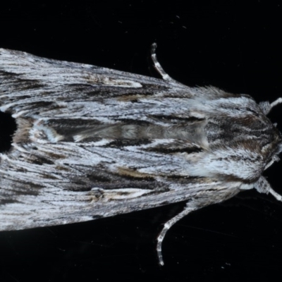 Persectania ewingii (Southern Armyworm) at Ainslie, ACT - 22 Sep 2020 by jb2602