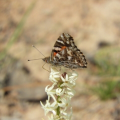 Vanessa kershawi (Australian Painted Lady) at Tuggeranong Hill - 19 Sep 2020 by MatthewFrawley