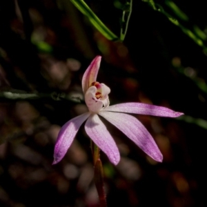 Caladenia fuscata at Acton, ACT - 22 Sep 2020