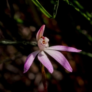 Caladenia fuscata at Acton, ACT - suppressed