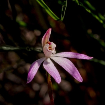 Caladenia fuscata (Dusky Fingers) at Acton, ACT - 22 Sep 2020 by BarrieR