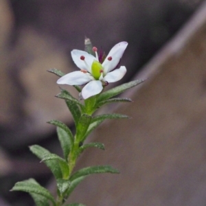 Rhytidosporum procumbens at Acton, ACT - 22 Sep 2020