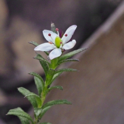 Rhytidosporum procumbens (White Marianth) at Acton, ACT - 22 Sep 2020 by BarrieR