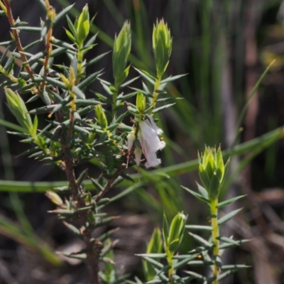Leucopogon fletcheri subsp. brevisepalus (Twin Flower Beard-Heath) at Acton, ACT - 22 Sep 2020 by BarrieR