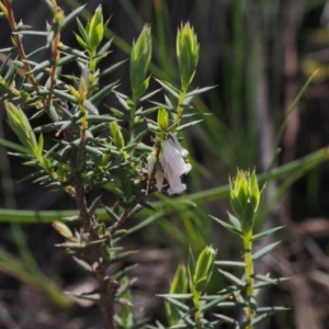 Leucopogon fletcheri subsp. brevisepalus at Acton, ACT - 22 Sep 2020