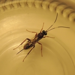 Ichneumonidae (family) (Unidentified ichneumon wasp) at Conder, ACT - 14 Apr 2020 by MichaelBedingfield