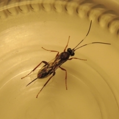 Ichneumonidae (family) (Unidentified ichneumon wasp) at Conder, ACT - 14 Apr 2020 by michaelb
