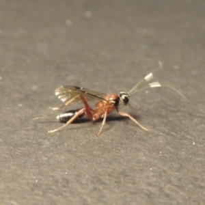 Ichneumonidae (family) at Conder, ACT - 14 Apr 2020